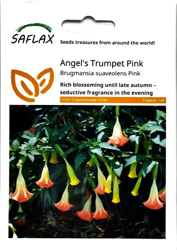 Angels Trumpet Pink Seeds